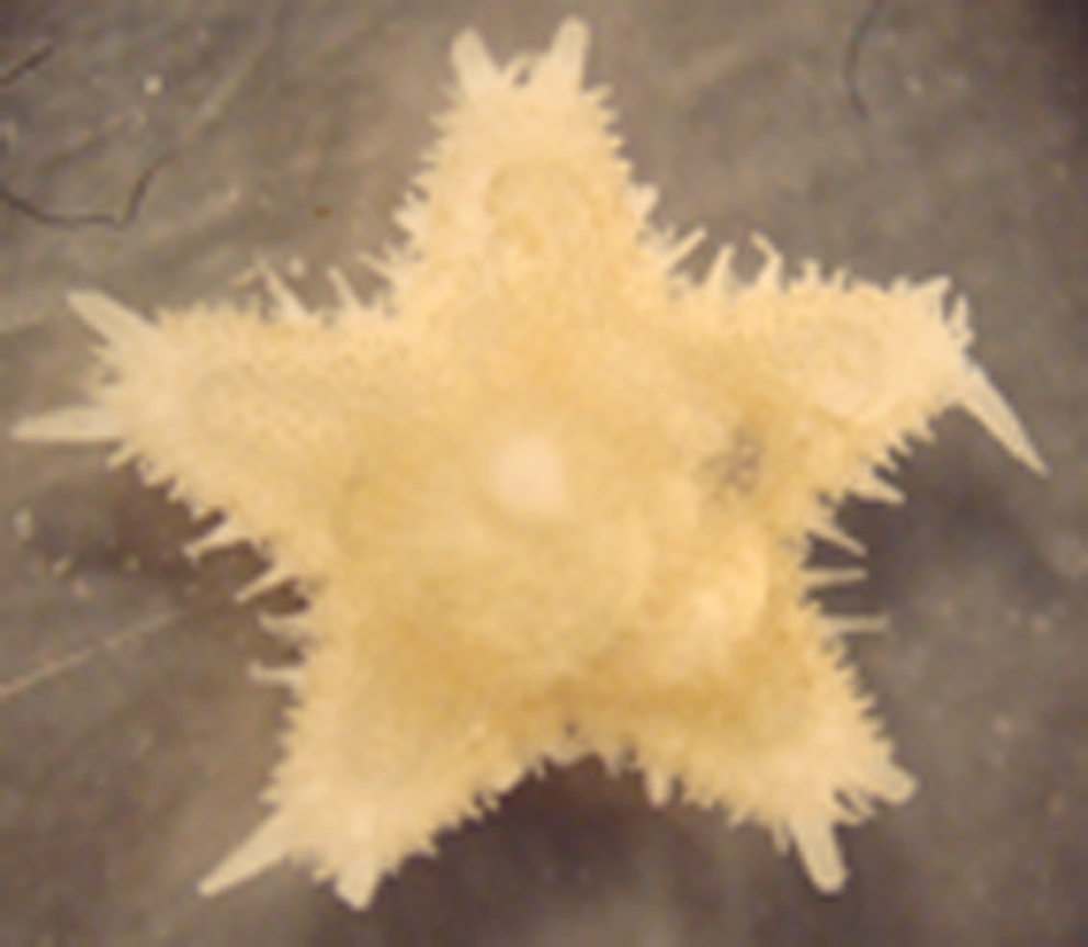 juvenile Astropecten cf. spinulosus